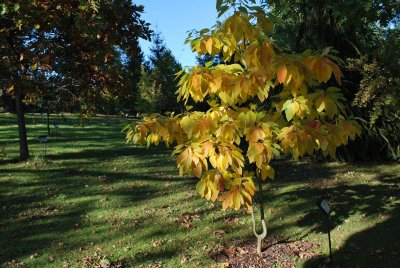 Sassafras albidum -kašťa bělavá - podzimní habitus